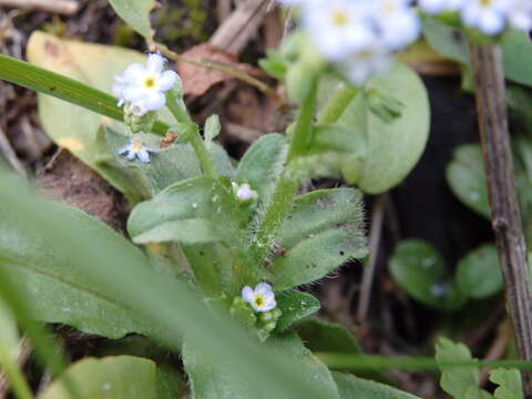 Plancia ëd Myosotis welwitschii Boiss. & Reuter