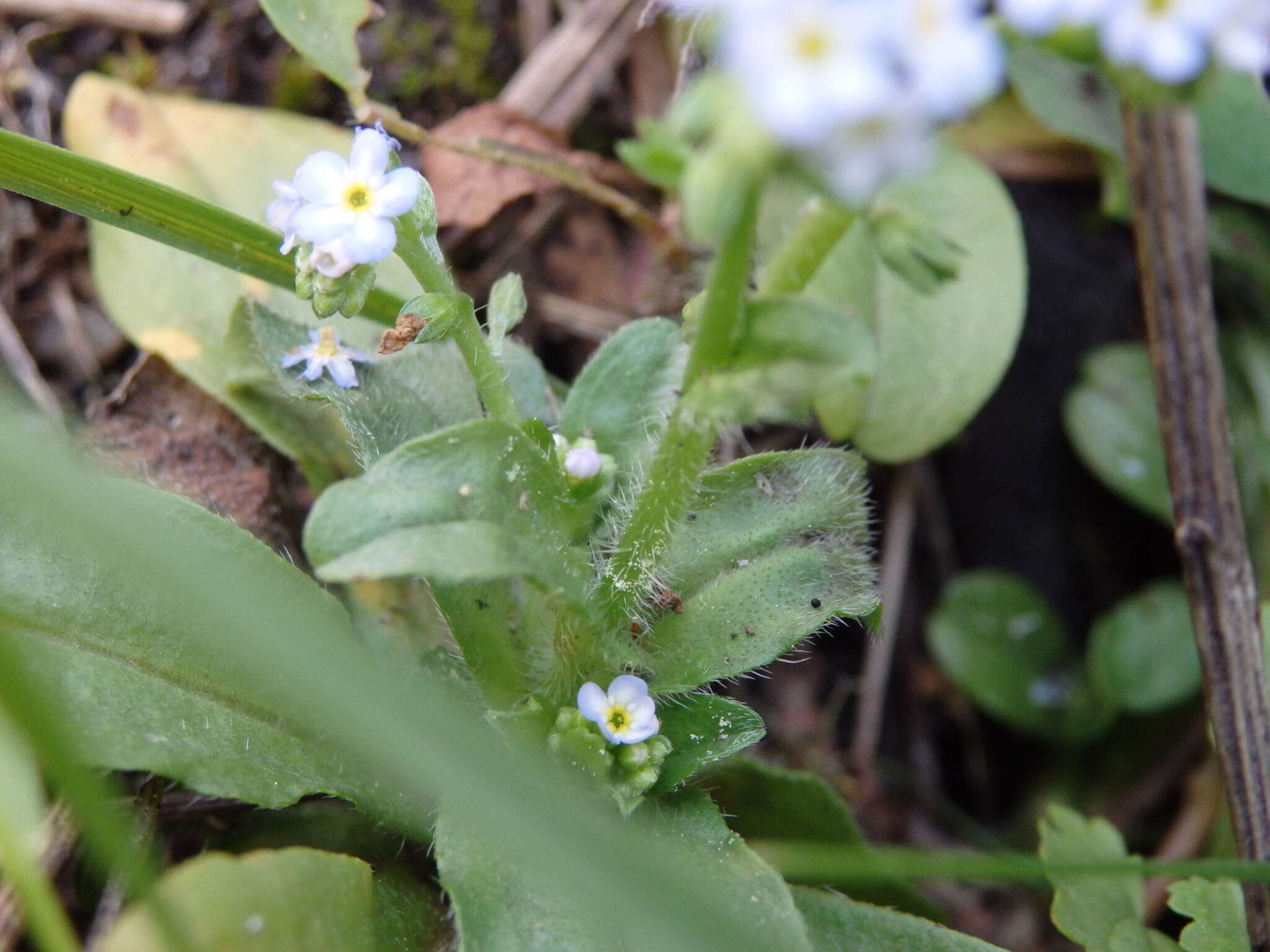 Image of Myosotis welwitschii Boiss. & Reuter