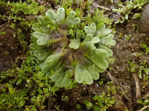 Image of Riccia bifurca Hoffm.