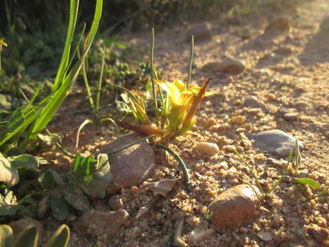 Image of Romulea luteiflora var. luteiflora