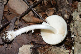 Image of Amanita albocreata (G. F. Atk.) E.-J. Gilbert 1941