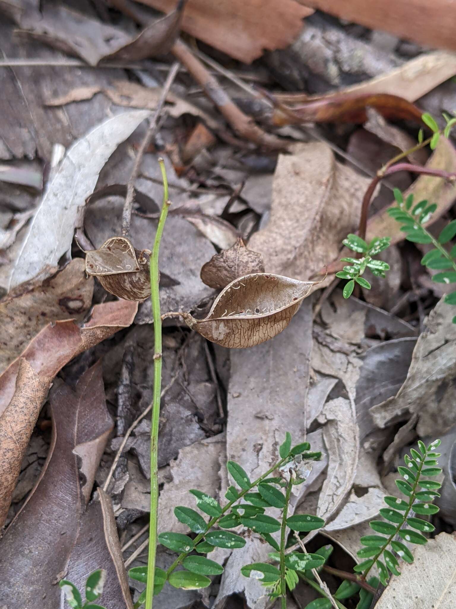 Image of Swainsona brachycarpa Benth.