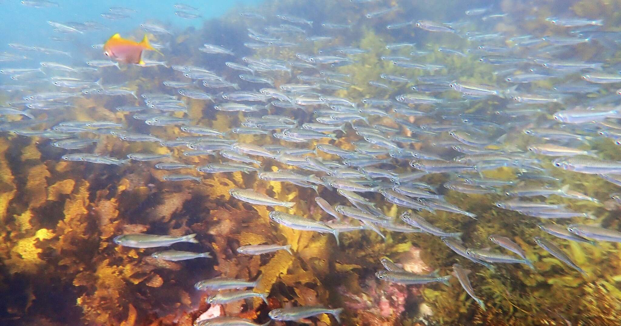 Image of Common hardyhead