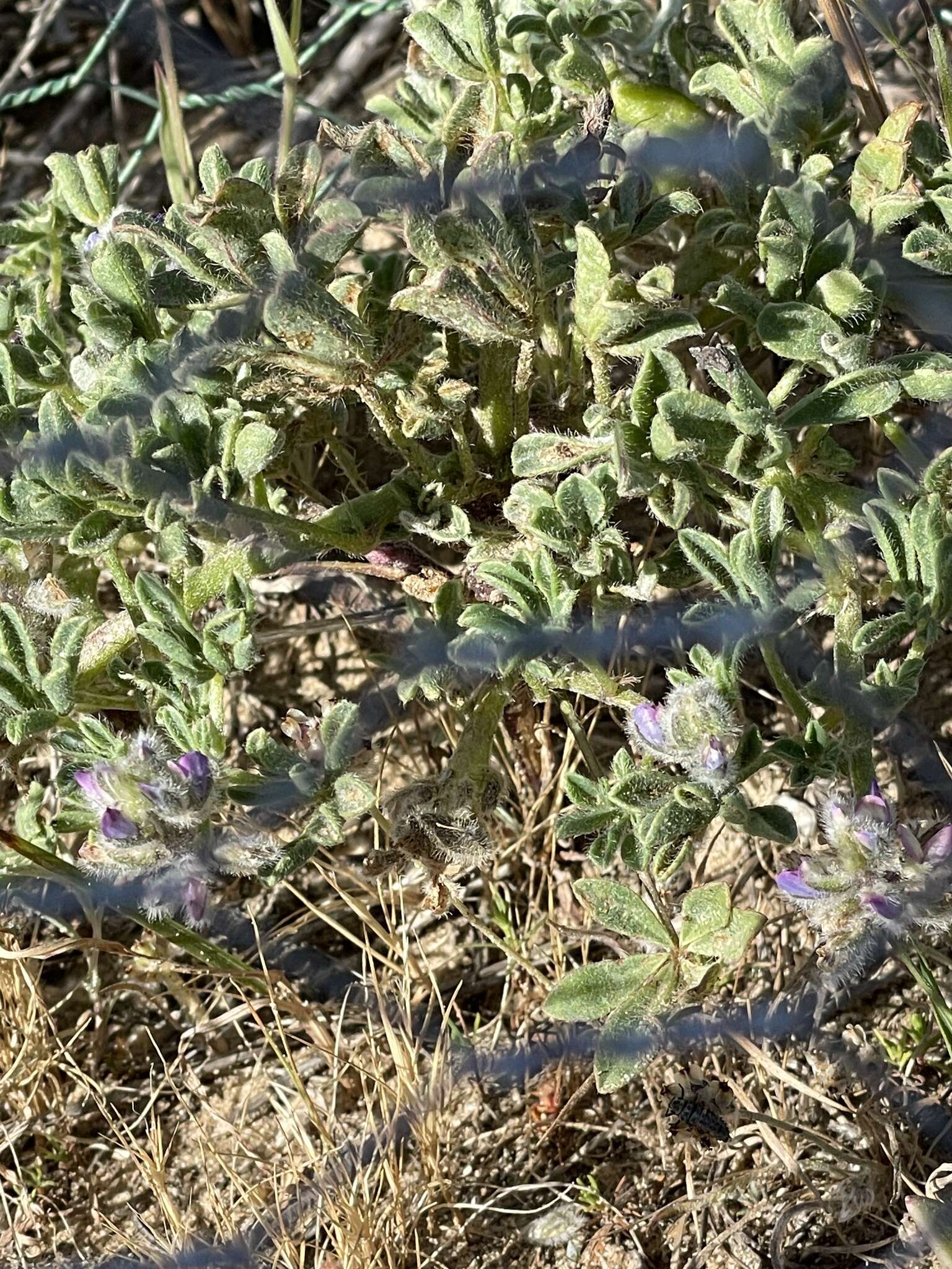 Image of Nipomo Mesa lupine