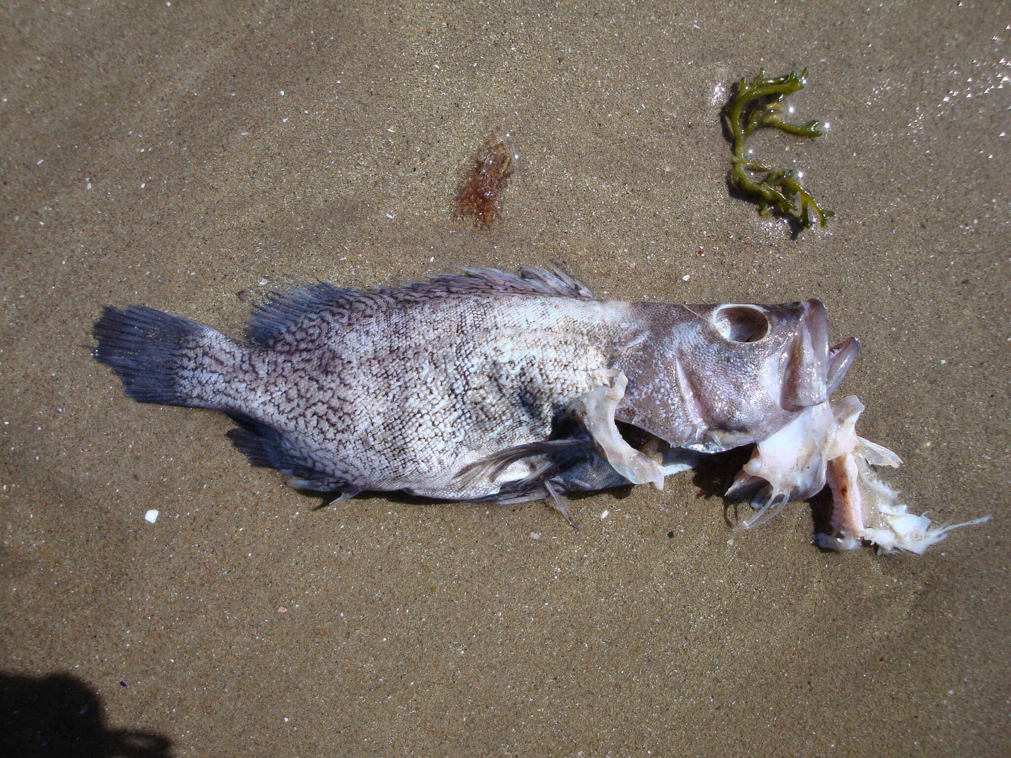 Acanthistius patachonicus (Jenyns 1840) resmi