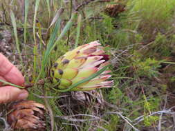 Imagem de Protea longifolia Andr.