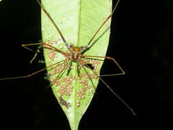 Image of Serracutisoma proximum (Mello-Leitão 1922)