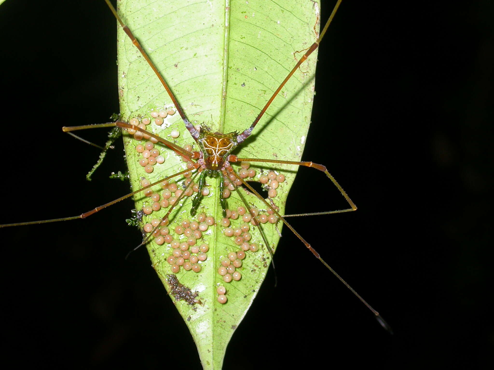 Image of Serracutisoma proximum (Mello-Leitão 1922)