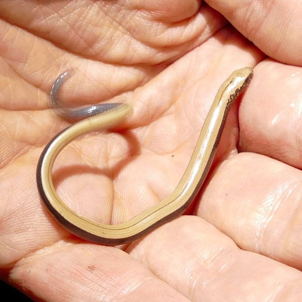 Image of Slow worm