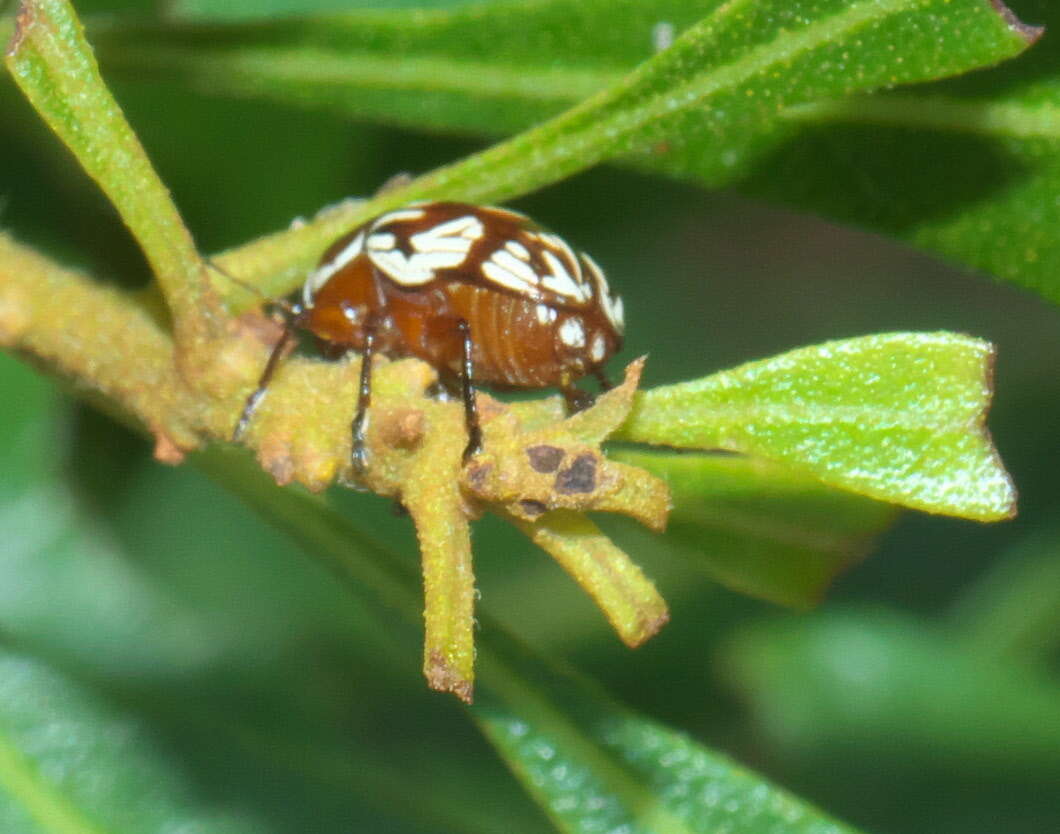 Image of Bassareus brunnipes (Olivier 1791)