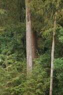 Image of Bentham cypress