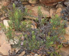 Image of Agathosma pungens (E. Mey. ex Sond.) Pillans