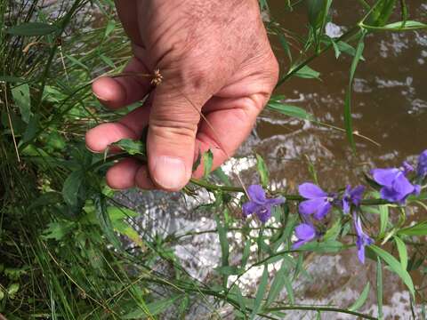 Image of Long-Leaf Lobelia