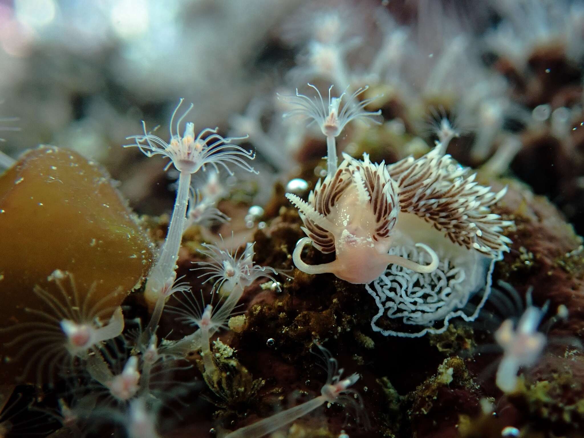 Image of Facelina olivacea Macnae 1954