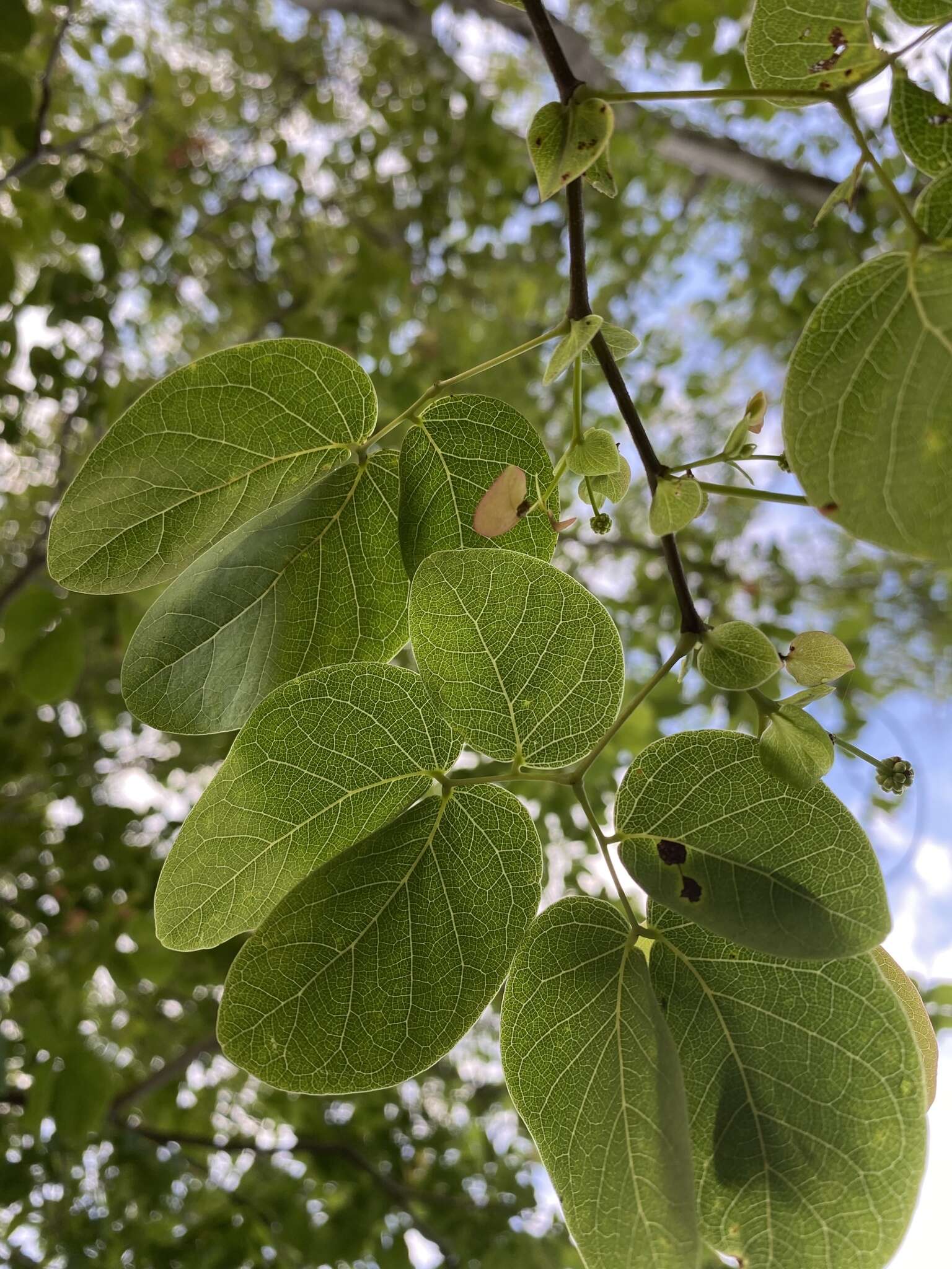 Plancia ëd Lysiloma tergemina Benth.