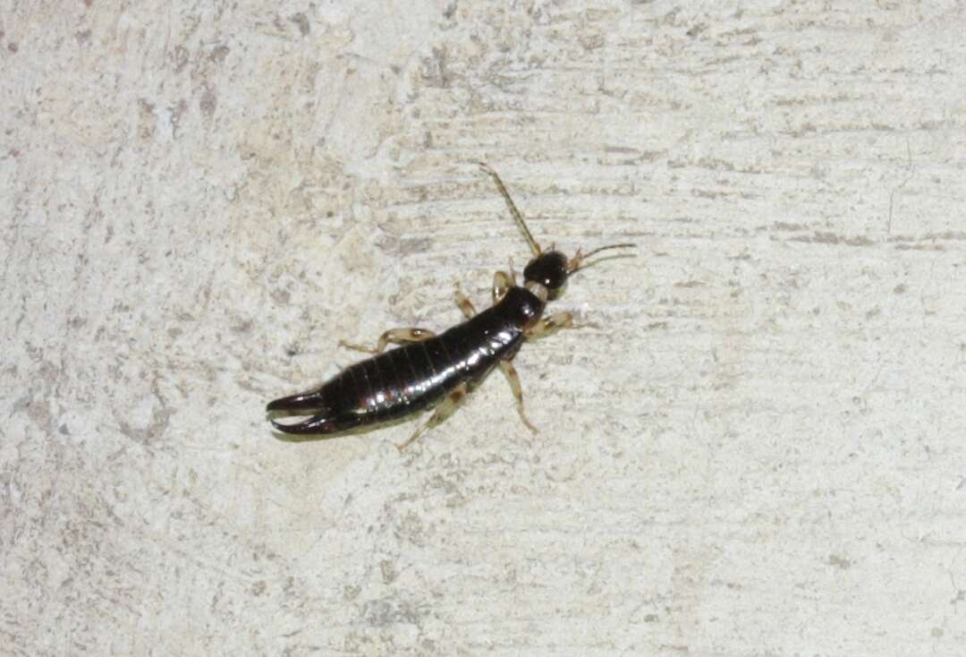 Image of Ringlegged earwig