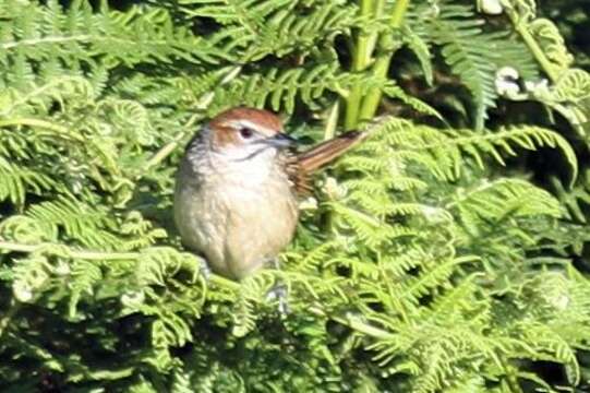 صورة Sphenoeacus afer natalensis Shelley 1882