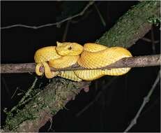 Image of Eyelash Viper