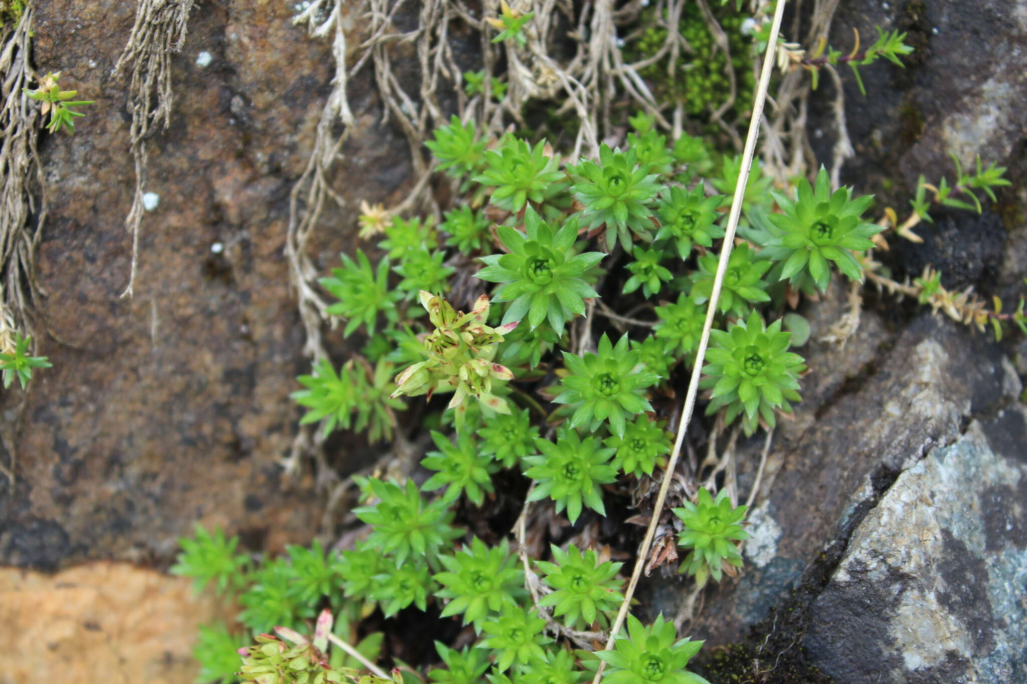 Image of Saxifraga juniperifolia Adams