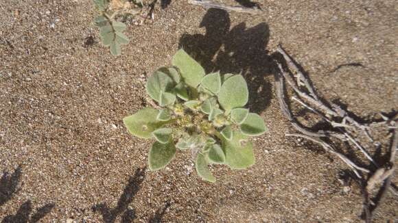 Image of Purslane-leaved aizoon