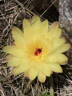 Image of Cactus