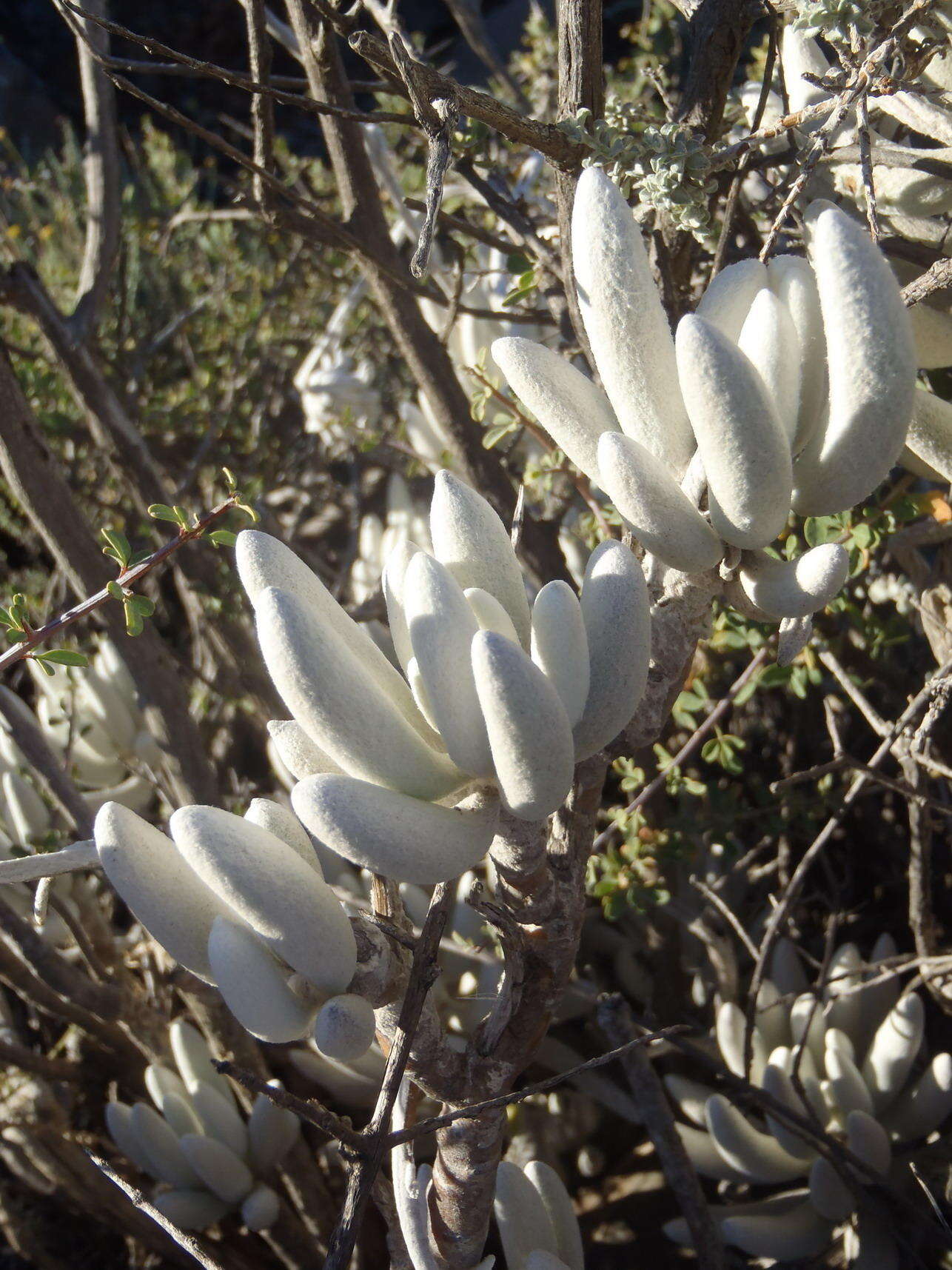 Image of cocoon-plant