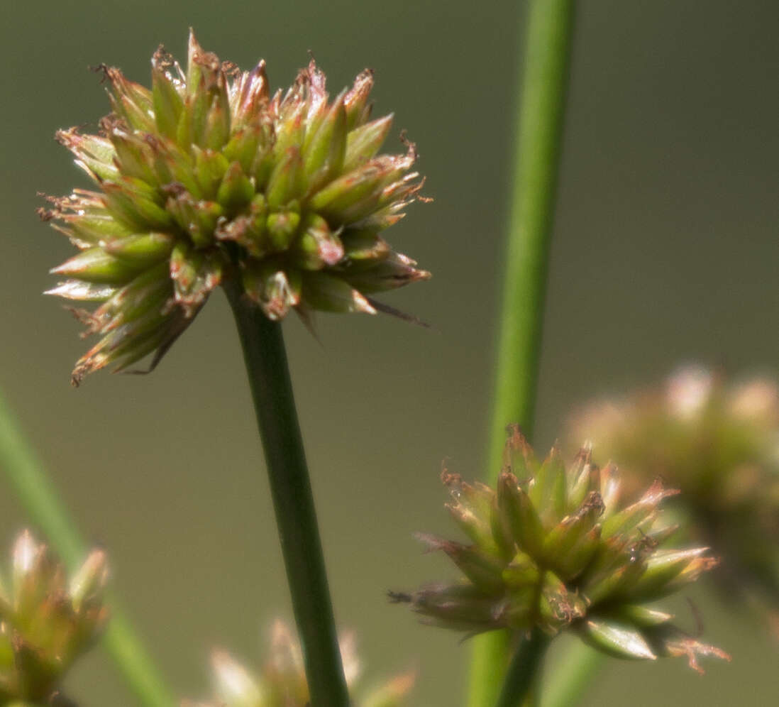 Imagem de Juncus canadensis Gay