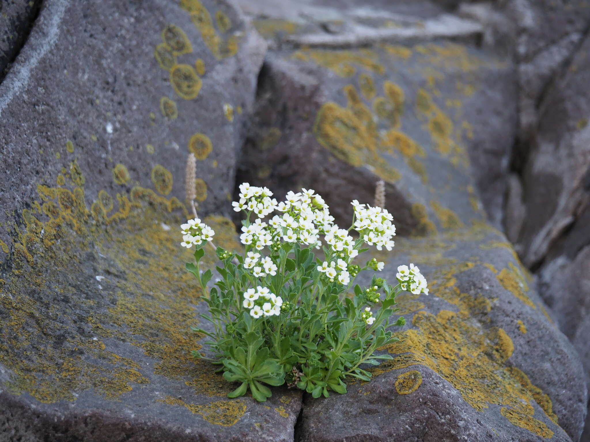 Image of boreal draba