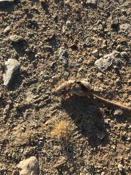 Image of long-tailed pocket mouse