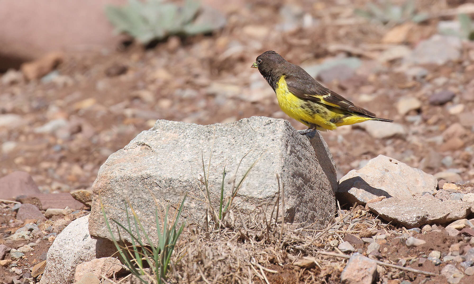 Image of Yellow-rumped Siskin