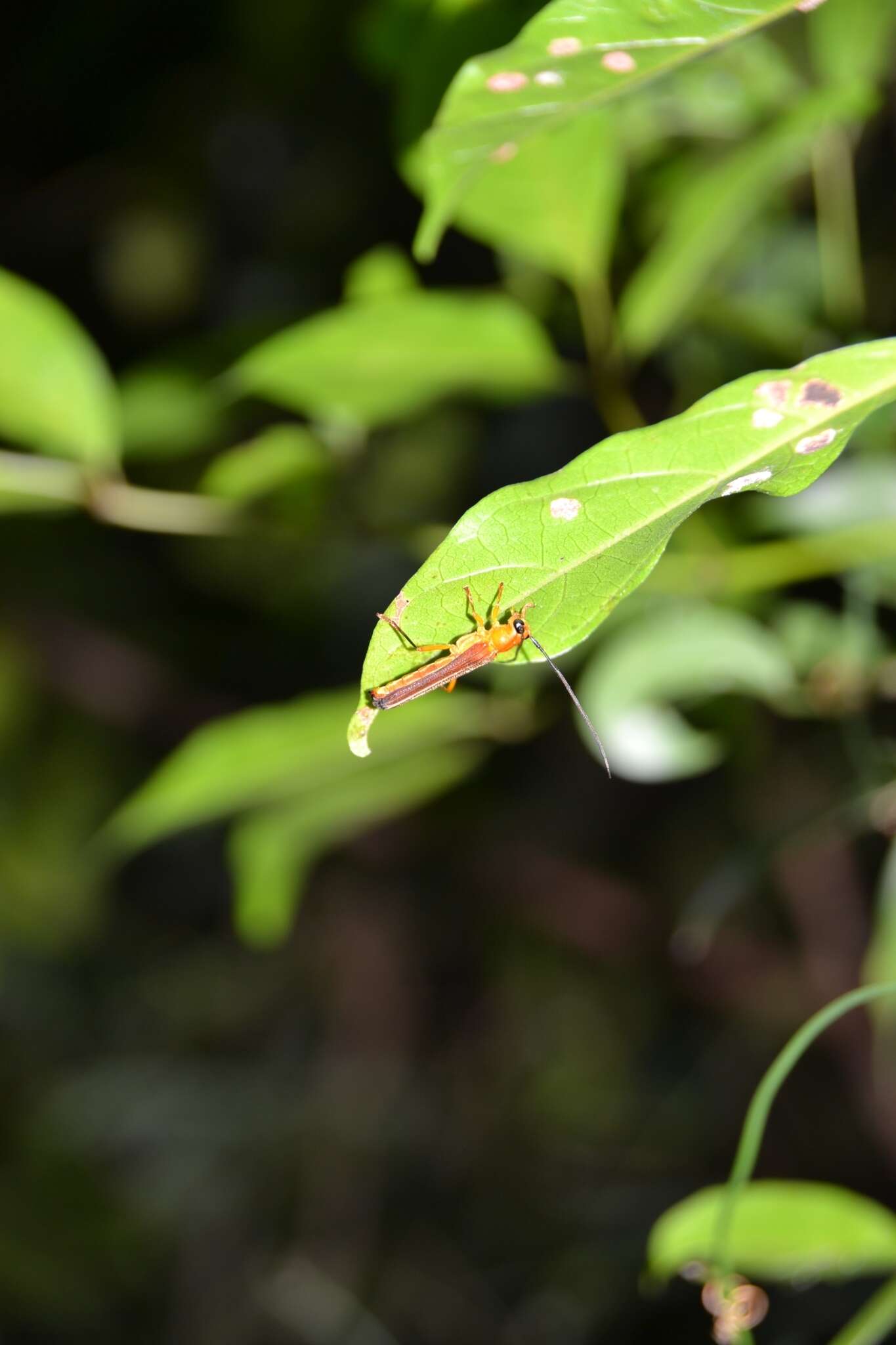 Image of Oberea fuscipennis (Chevrolat 1852)