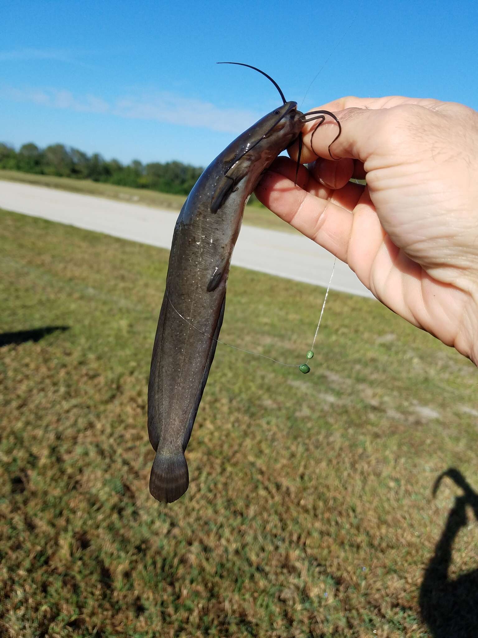 Слика од Clarias batrachus (Linnaeus 1758)