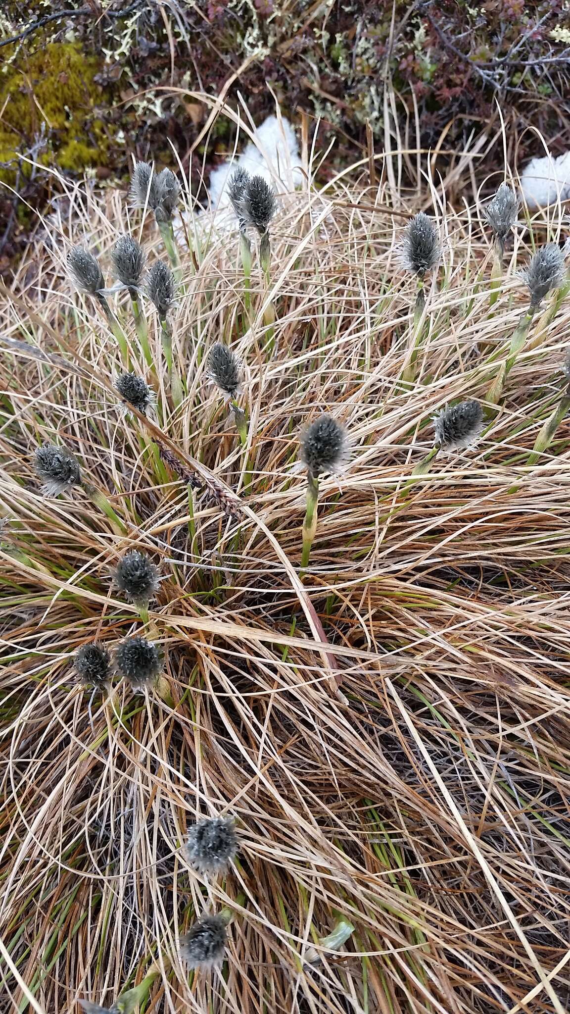 Image de Linaigrette dense