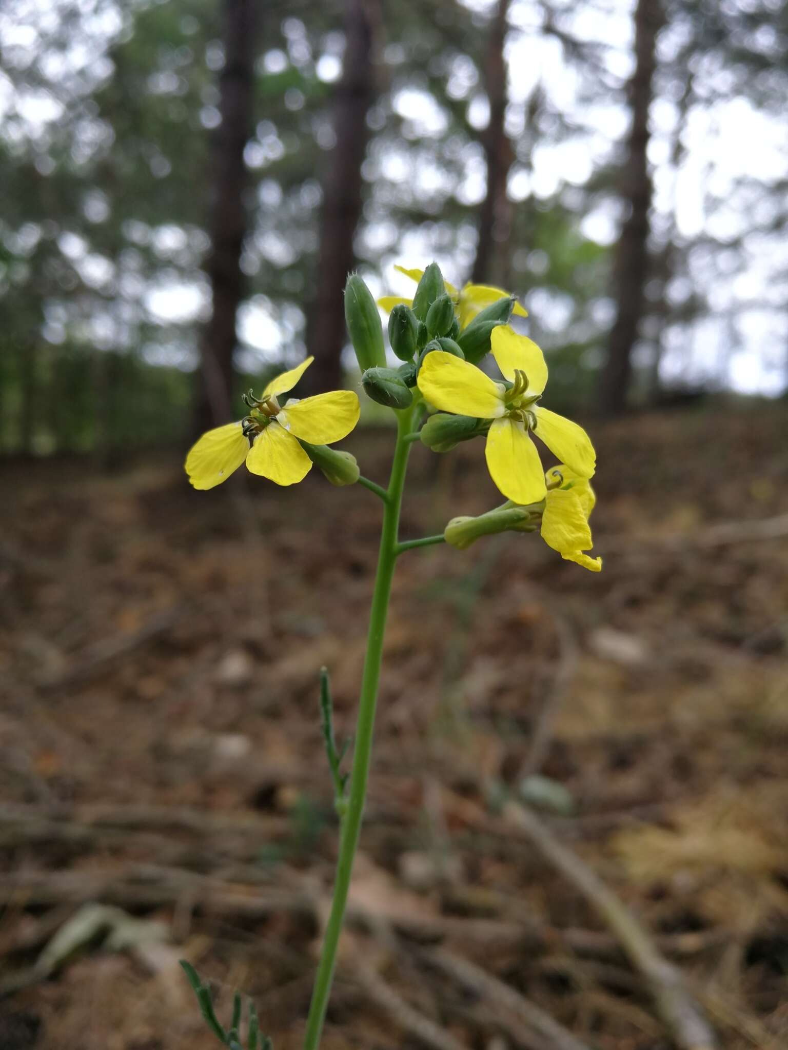 Imagem de Coincya monensis subsp. cheiranthos (Vill.) Aedo, Leadlay & Muñoz Garm.