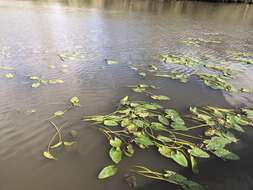 Image of yellow pond-lily