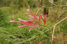 Plancia ëd Callistemon salignus (Sm.) Colv. ex Sweet