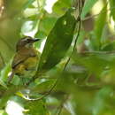 Image of Chlorospingus flavopectus wetmorei Lowery, Newman & RJ 1949