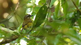 Image of Chlorospingus flavopectus wetmorei Lowery, Newman & RJ 1949