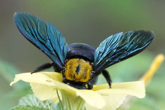 Plancia ëd Xylocopa flavonigrescens Smith 1854