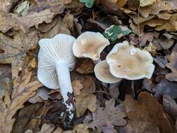 Image of Hygrophorus arbustivus Fr. 1836