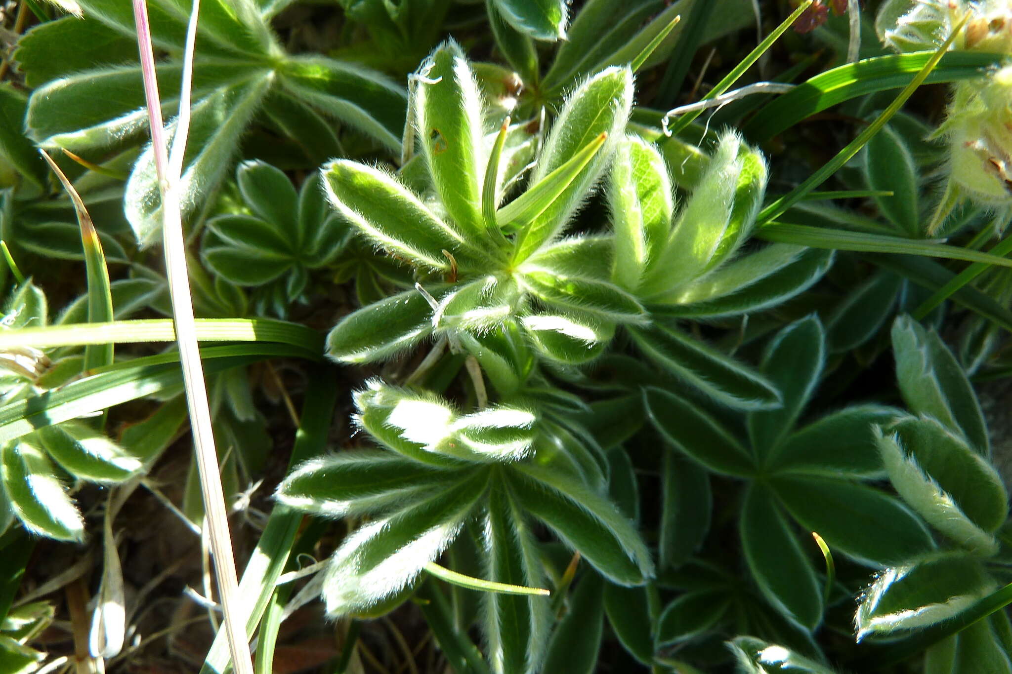 Imagem de Potentilla nivalis Lapeyr.