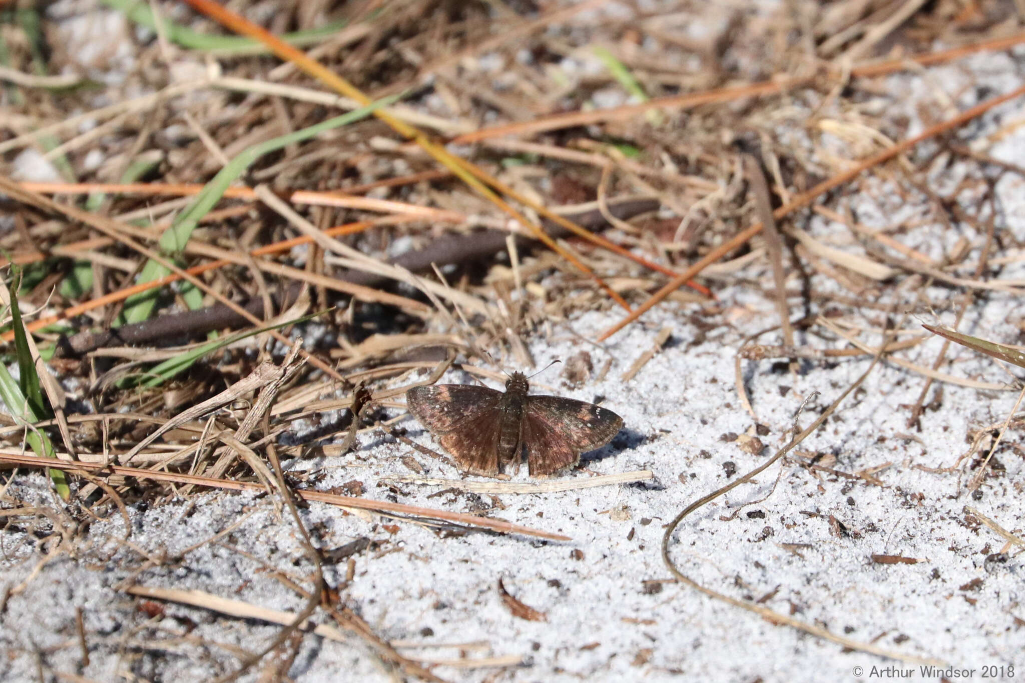 Image of Zarucco Duskywing