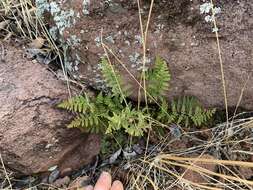 Image de Myriopteris yavapensis (T. Reeves ex Windham) Grusz & Windham