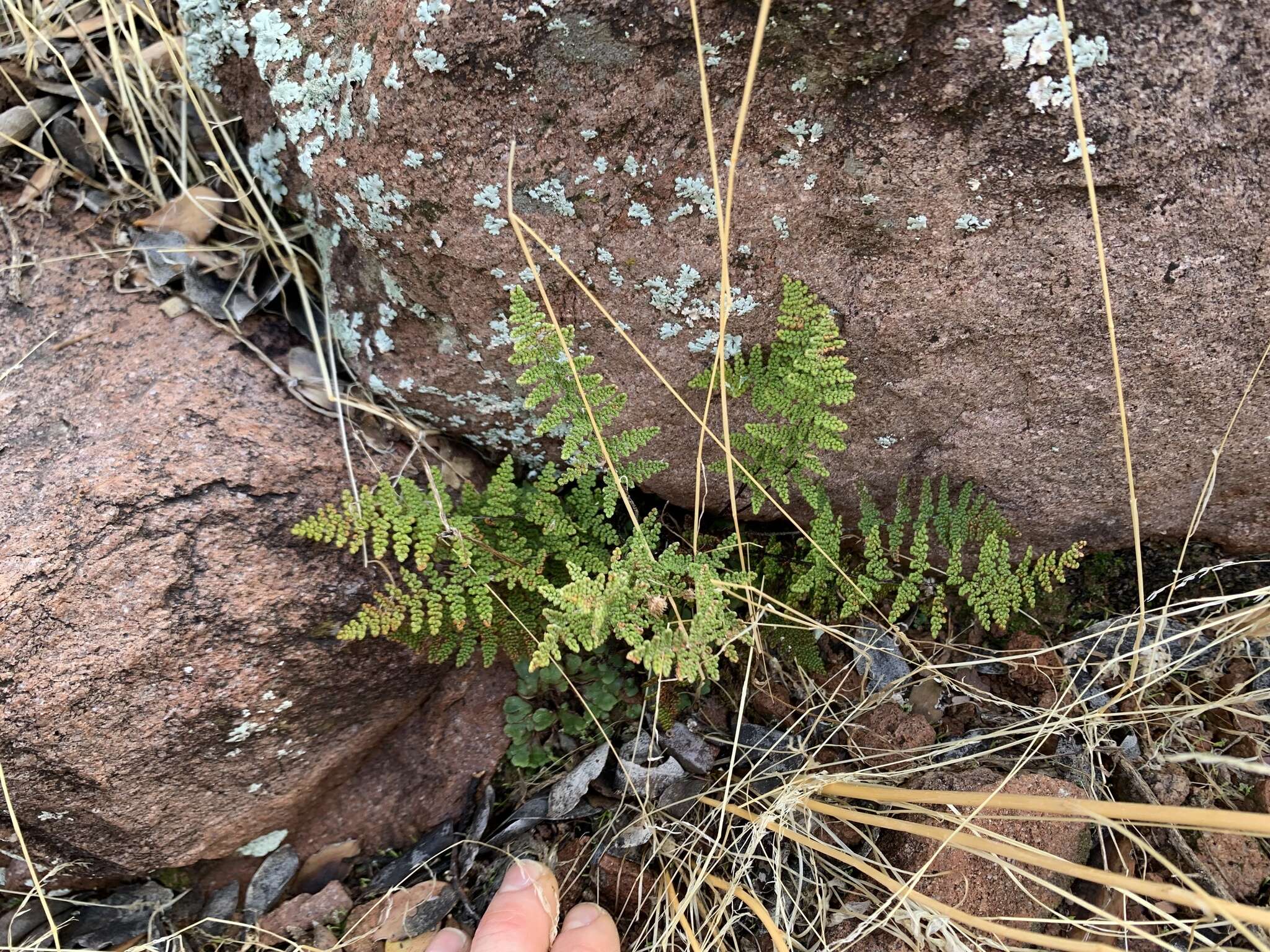 Image de Myriopteris yavapensis (T. Reeves ex Windham) Grusz & Windham