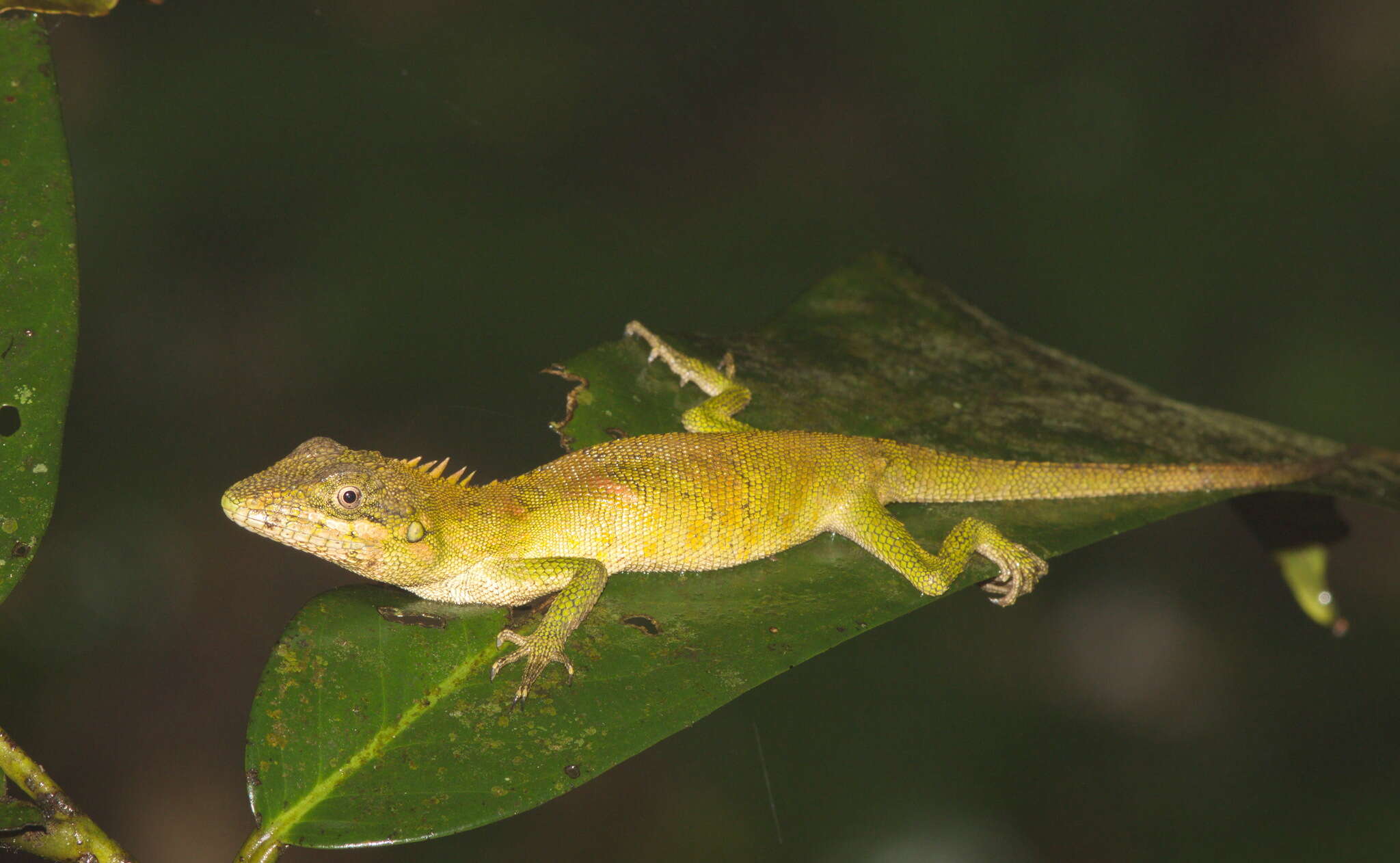 Image of Pseudocalotes khaonanensis Chan-ard, Cota, Makchai & Laoteow 2008