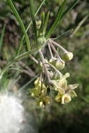 Слика од Gomphocarpus tomentosus Burch.