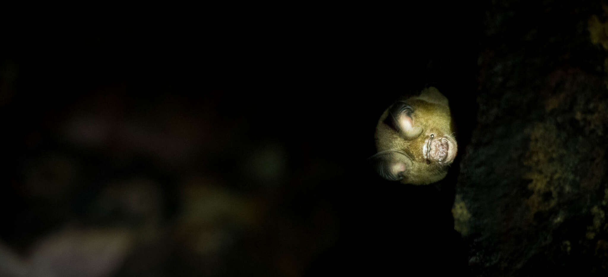 Image of Horsfield's Leaf-nosed Bat