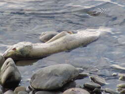 Image of Calico salmon