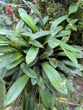 Imagem de Porroglossum amethystinum (Rchb. fil.) Garay