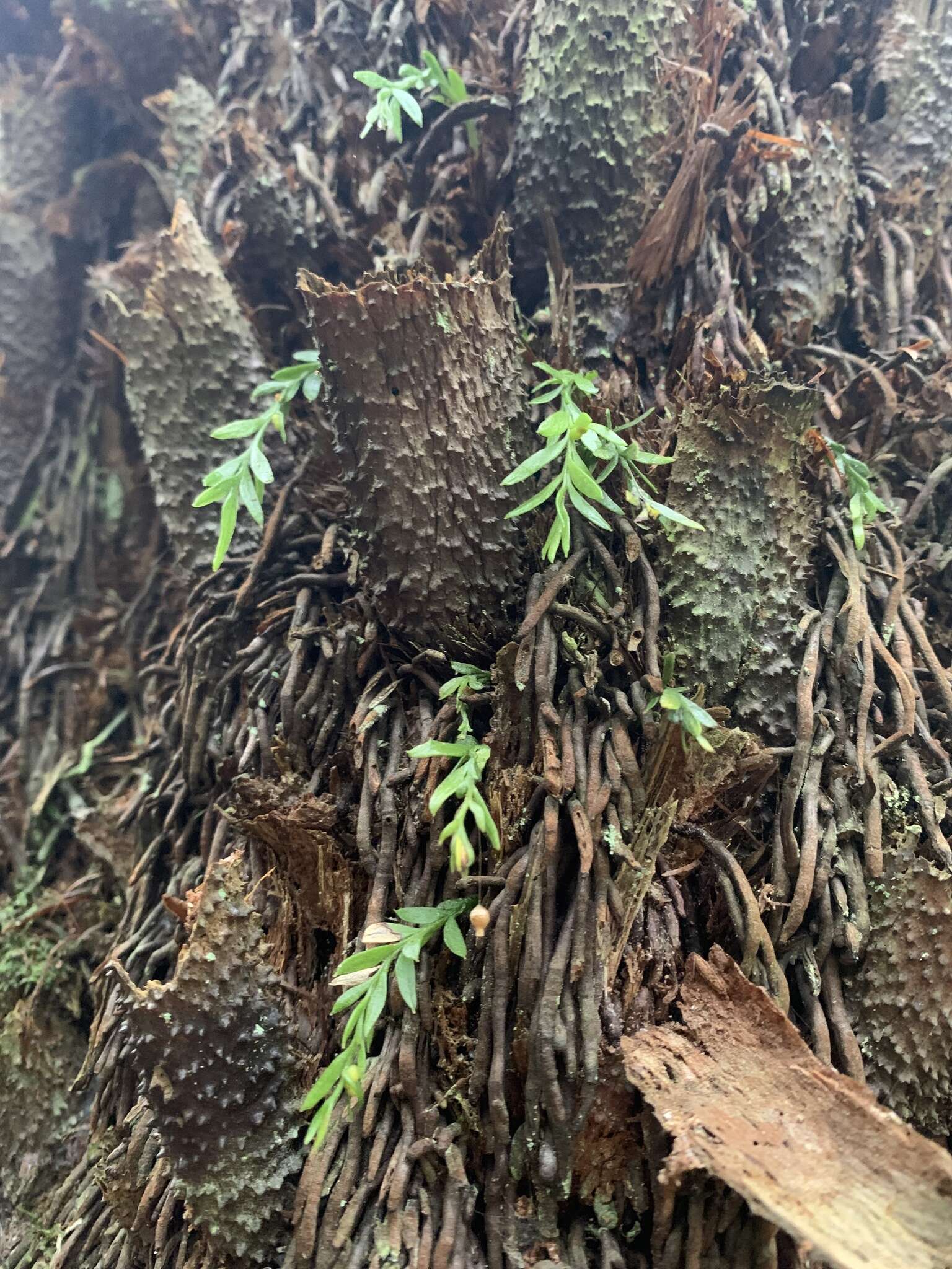 Image de Tmesipteris parva Wakef.